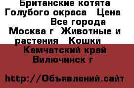 Британские котята Голубого окраса › Цена ­ 8 000 - Все города, Москва г. Животные и растения » Кошки   . Камчатский край,Вилючинск г.